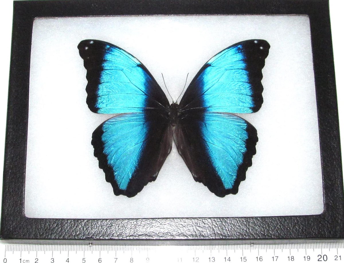 BicBugs Morpho deidamia Real Framed Butterfly Blue Peru G57ILOX

amazon.com/dp/B07FBBFQWL?…