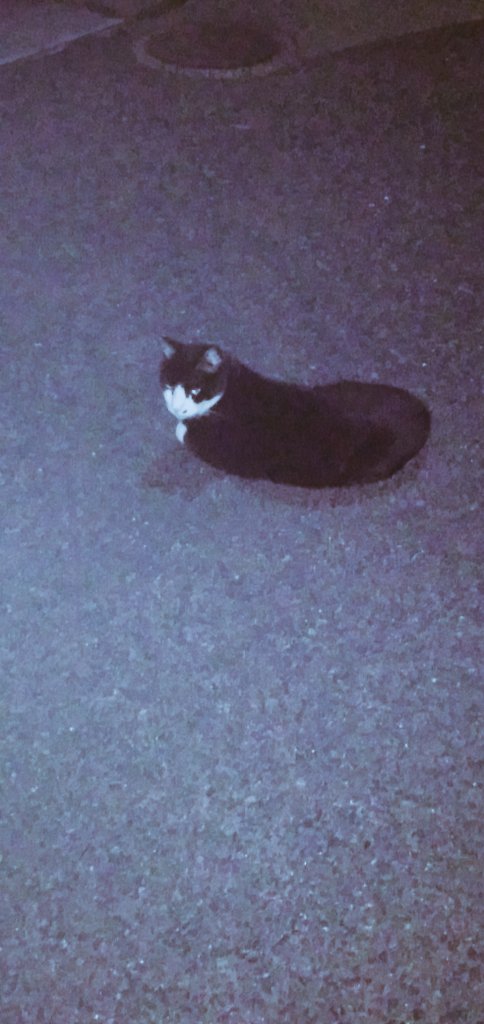 存在価値0🐾 (病み垢)👻 tweet media