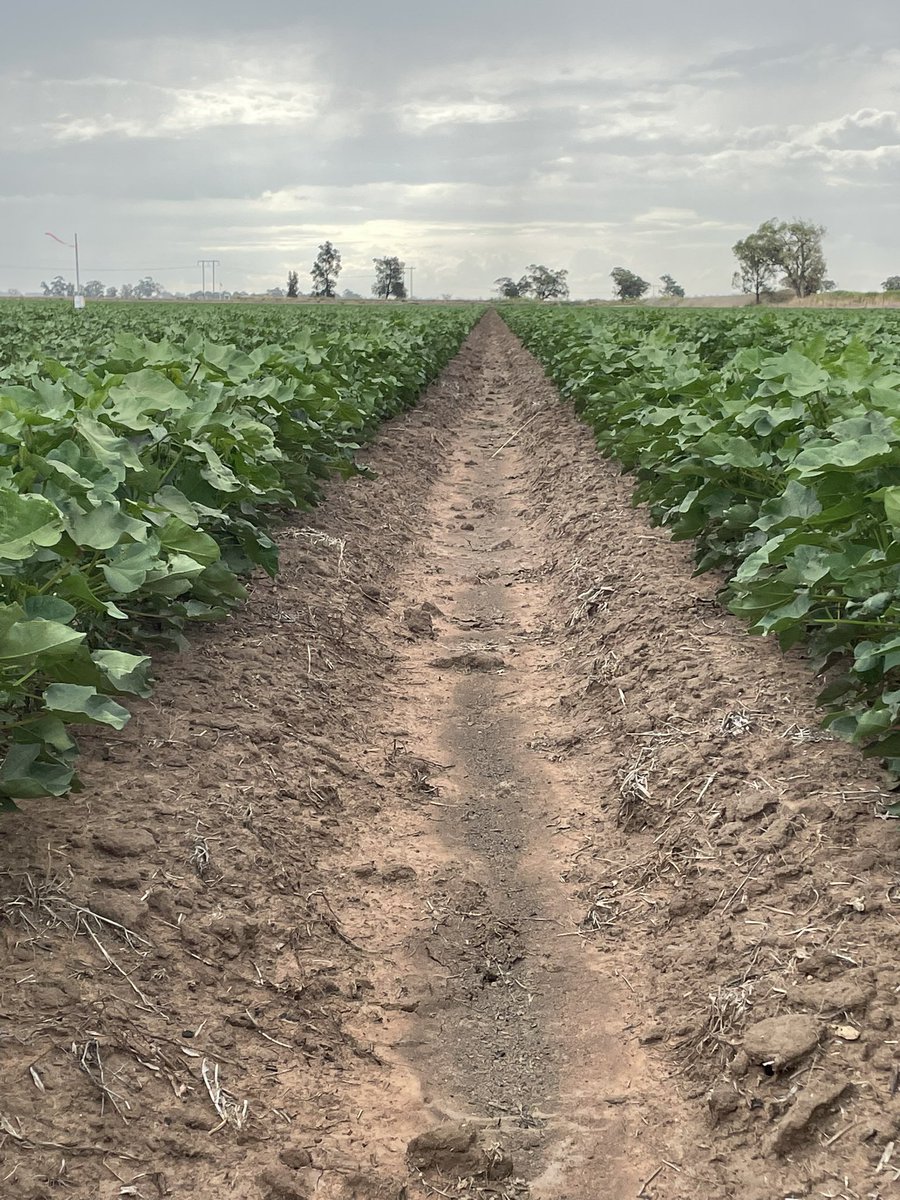 Nick Ronfeldt (@nickronfeldt) on Twitter photo Cotton in the south finally got going after abit of warmer weather, now it’s ready for a sniff of pix #cotton #746onvirginground <a href="/SouthernValleys/">Southern Valleys Cotton Growers Association</a> #GogeldrieNSW Cotton in the south finally got going after abit of warmer weather, now it’s ready for a sniff of pix #cotton #746onvirginground <a href="/SouthernValleys/">Southern Valleys Cotton Growers Association</a> #GogeldrieNSW