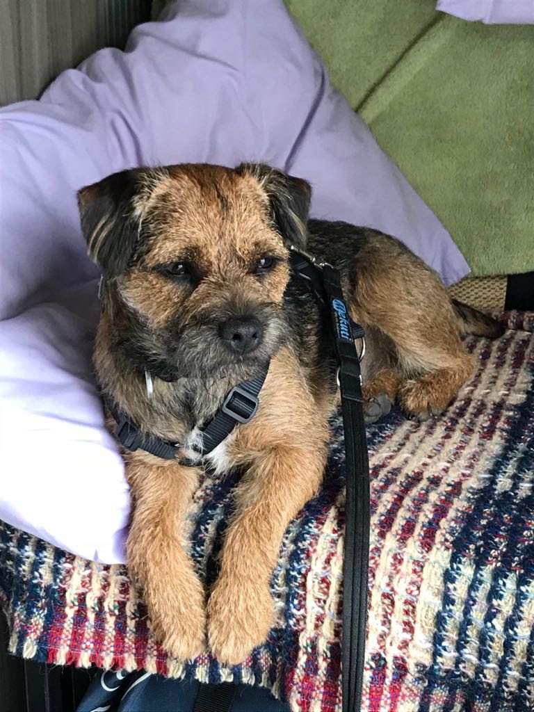 BazOrton's tweet photo. @BraydenCreation This is Monty, just relaxing and watching the world go by . https://t.co/CA8UwuyX72