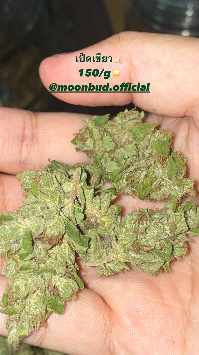 Moonbud420's tweet photo. 📢UPDATE🔥
🇹🇭mid grade thai🇹🇭
KD Skunk 120/g
KD green 120/g
❌KD red 120/g restock03/01/66
❌OG x KD 90/g restock03/01/66
เป็ดเขียว 150/g
Blue dream 150/g
🆕KDxRuderalis 150/g (เข้า03/01/66)
DM หรือ ทาง Line: @592mtmfe
#กัญชาเชียงใหม่ #กัญชาลำพูน #กัญชามช https://t.co/JgIKKbCblc