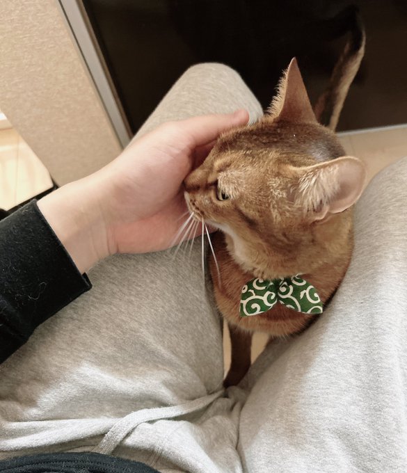 元旦のねっこ🐈 