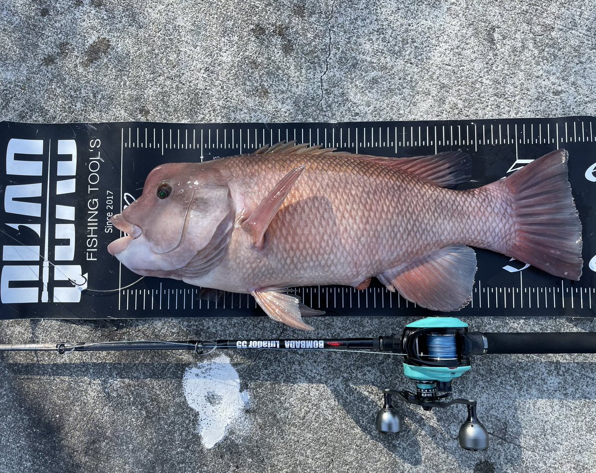 namatamanama's tweet photo. というわけで本日は小コブ4匹でしたー。🙏☺️
#コブダイ
#カンダイ
#モブシ
#BOMBADA
#Lutador55
#quadfishingtools https://t.co/VODYMFAuPT