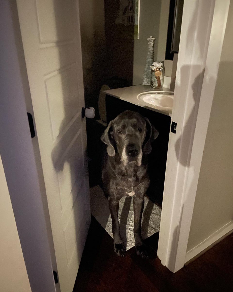 crydul's tweet image. There’s no threat of a tornado but Stella thinks we should be sheltering in place for NYE @spann She thinks you have your jacket off and suspenders showing #greatdaneproblems #gentlegiant #bigbaby