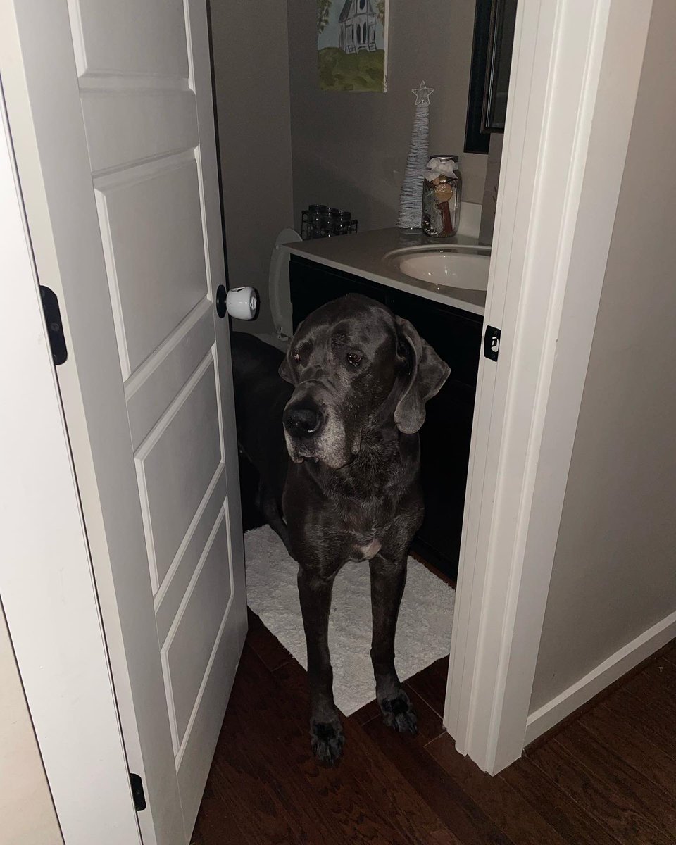 crydul's tweet image. There’s no threat of a tornado but Stella thinks we should be sheltering in place for NYE @spann She thinks you have your jacket off and suspenders showing #greatdaneproblems #gentlegiant #bigbaby