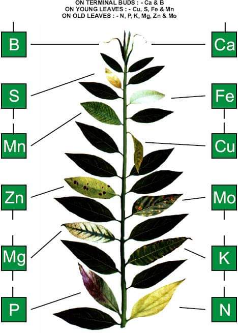 Bitki yapraklarında hangi besin elementi eksikliğinde ne çeşit belirti ortaya çıktığını gösteren yaprak şekli. 
Kaynak: Anonim
