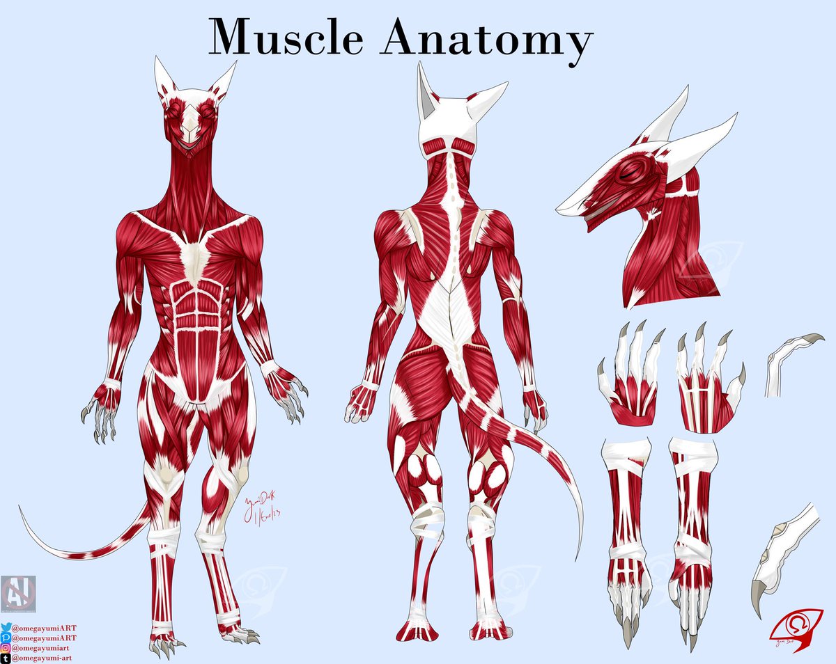 Sergal Muscles Anatomy 
#sergal #vilous #muscleanatomy #omegayumiART