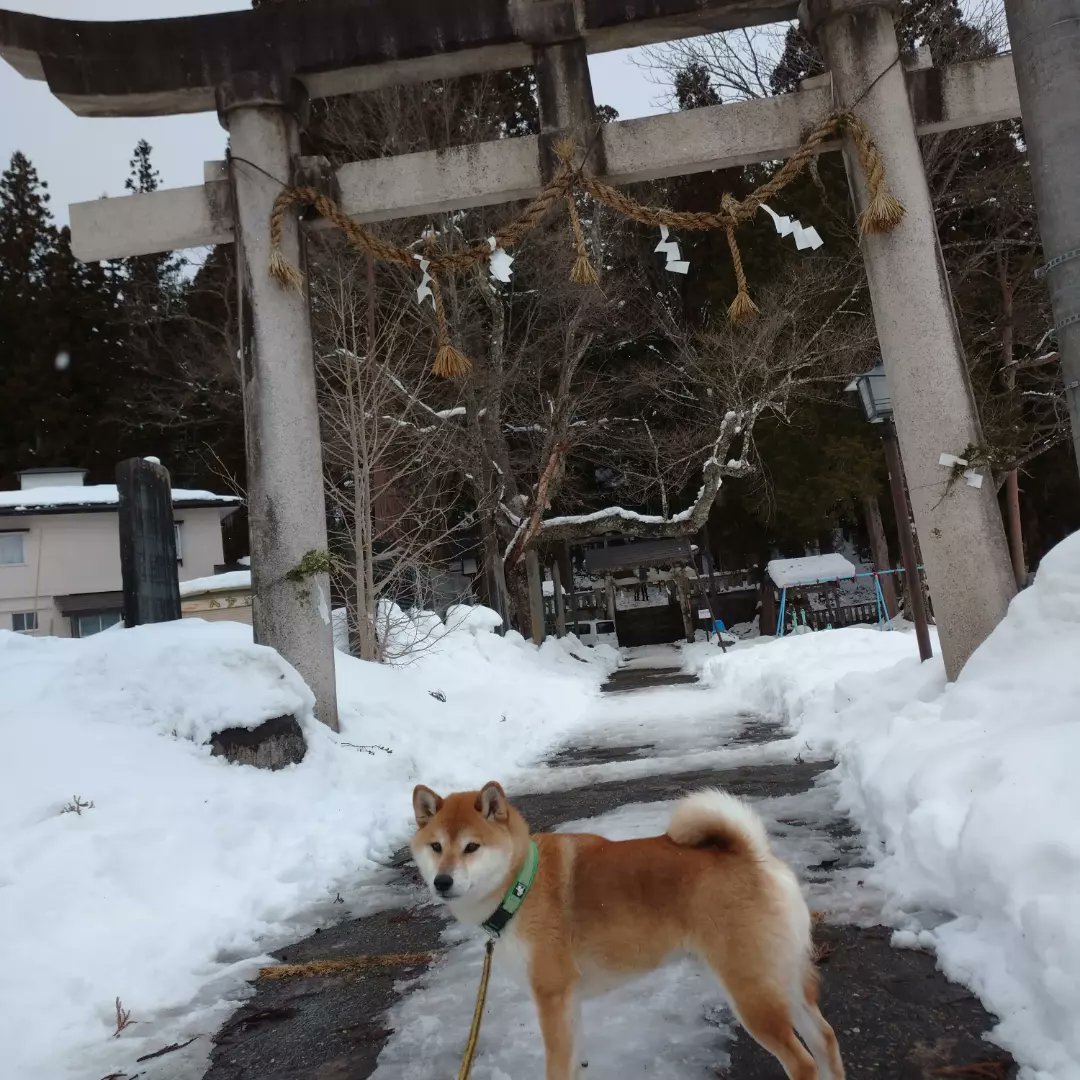 DuumE4maru's tweet photo. 明けまして、おめでとうございます！！

まるくん、皆様にとって良い年になりますように。
まる'Kitchenで、お待ちしております🐶

#白馬村グルメ #白馬 #hakuba #キッチンカー #進化系ワッフル #ワッフル専門店 #柴犬まる店長 #柴犬 #柴犬のいる暮らし  #スイーツ https://t.co/mAHysXgpsA