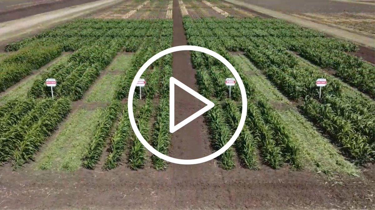 pioneerseedsau's tweet photo. Thanks to @Cortevaau for hosting a Pioneer® Seeds summer forage demonstration site at their Breeza (NSW) Liverpool Plains Research Station. In this video @sam_gally1 (Territory Sales Manager) talks viewers through the individual hybrids: https://t.co/HMHo2hH1Ju https://t.co/OBNtJKnLvL