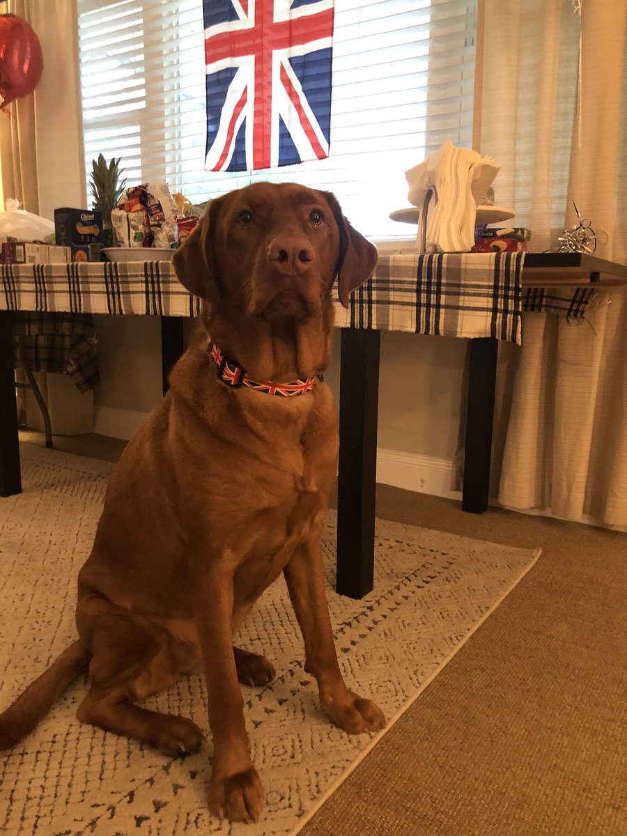 Rubydoobydog's tweet image. Pals we done British New Year celebrake, not jus cuz mine momma frum dere, also cuz she want go bed early 🥳🥂😴