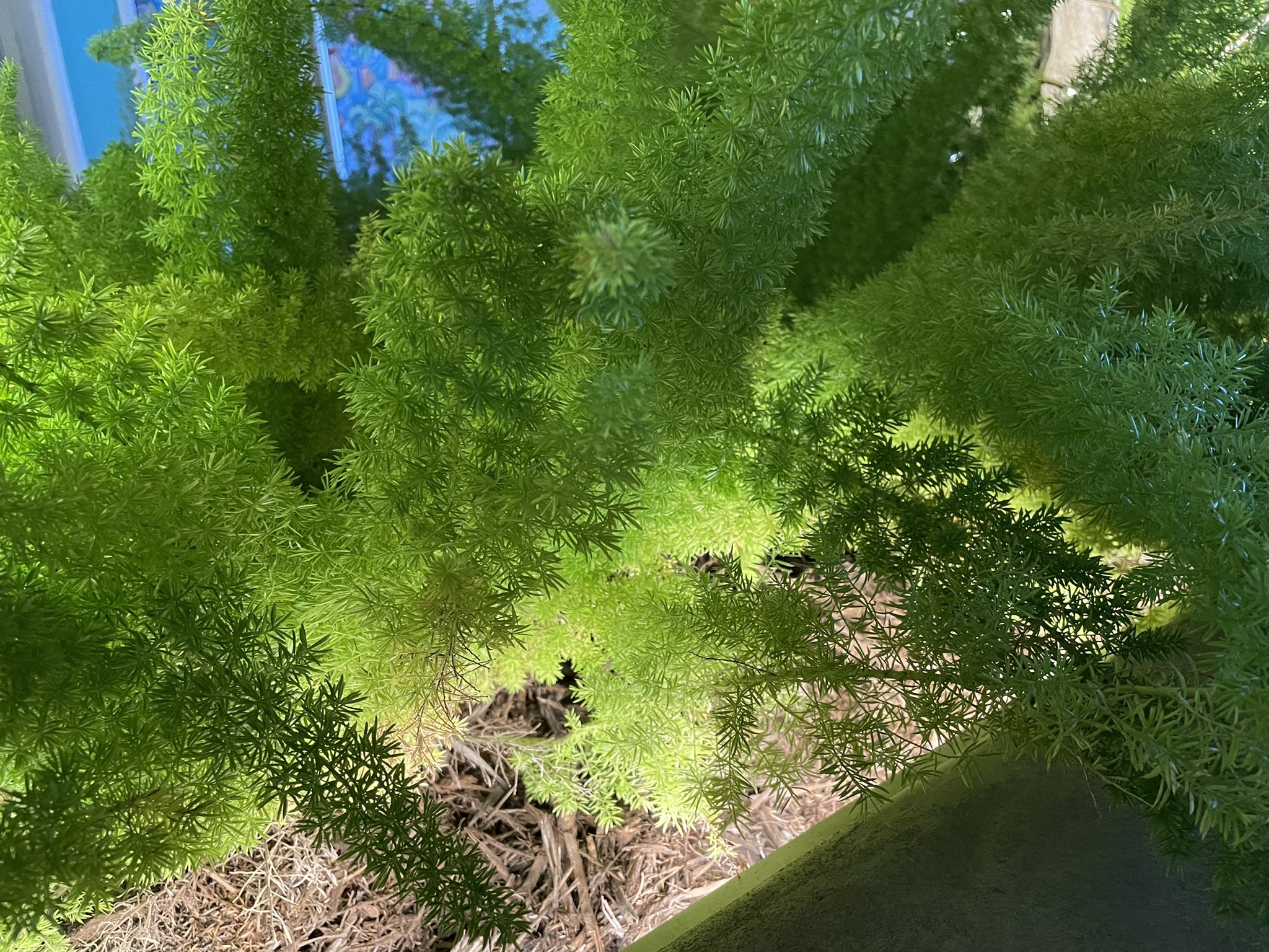 TW Pornstars - Kumi Omori. Twitter. Foxtail fern with fantastic