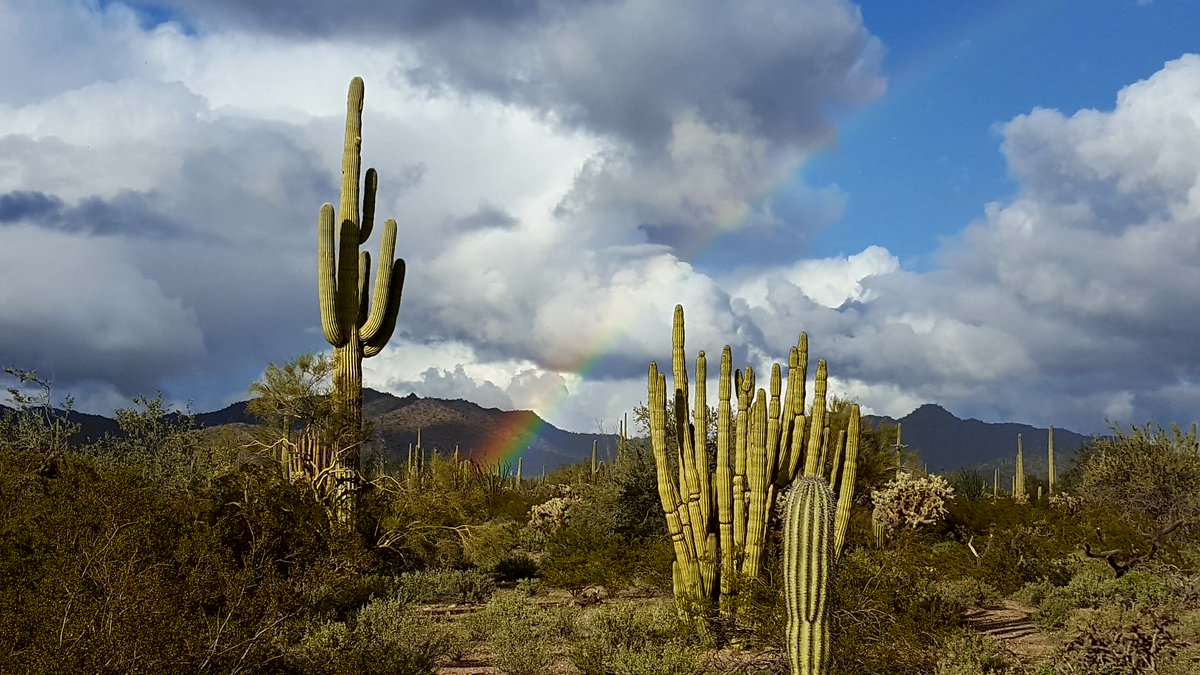 Happy New Year Everyone! While Sonoran Desert plants wait for the summer monsoons, gentle winter rains provide an extra boost of moisture to help them get through the year. This cycle of alternating seasons of rainfall makes the Sonoran Desert unique among American deserts.