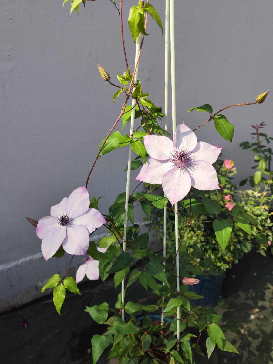 paplochily's tweet photo. 2022 is absurd. After long lockdown I still got covid last week.but this year I have learned a lot from the fun of gardening. I planted about 30 different flowers, some of which died, but most of them grew great. Now  they are beginning to hibernate and look forward to spring.🌸 https://t.co/3c8pZz8mar