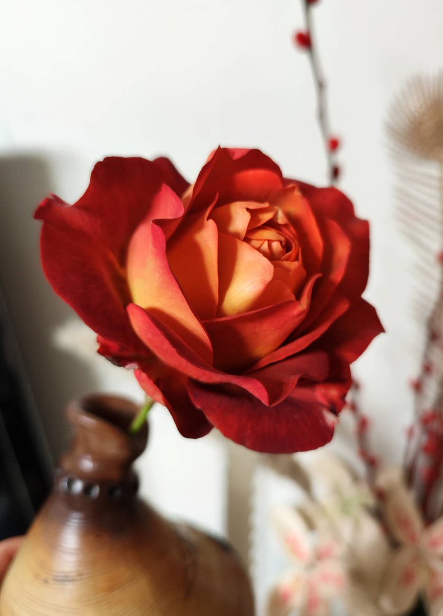 paplochily's tweet photo. 2022 is absurd. After long lockdown I still got covid last week.but this year I have learned a lot from the fun of gardening. I planted about 30 different flowers, some of which died, but most of them grew great. Now  they are beginning to hibernate and look forward to spring.🌸 https://t.co/3c8pZz8mar