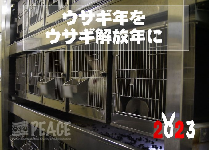 ウサギ年をウサギ解放年に　2023年元旦　写真は日本の大学の動物実験施設のウサギたち 