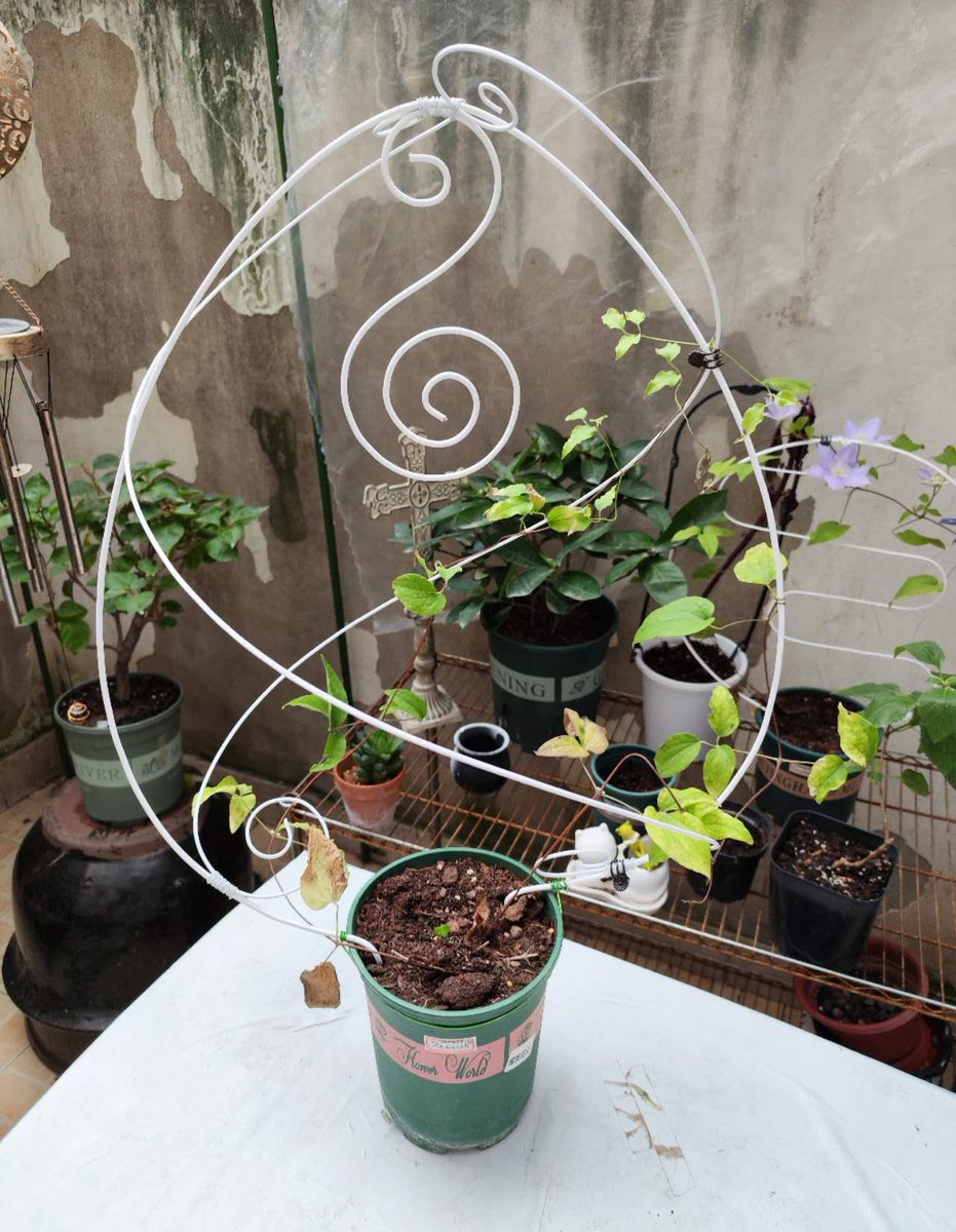 paplochily's tweet photo. I made two wire rack for Clematis, went to the park to breathe fresh air after lock down，and I planted a purpleberry like a caterpillar, whose fruit will turn purple when it matures, which is very delicious and easiest fruit to grow here. https://t.co/QiU6hnw8ra