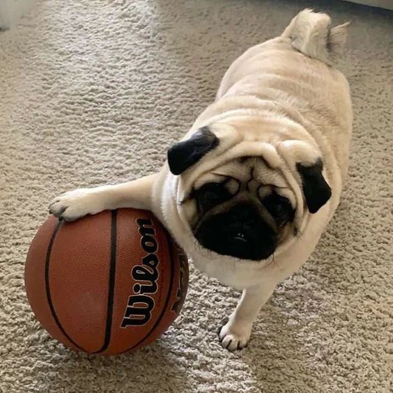 Do you want play with my.
#pug #puglove #puglife