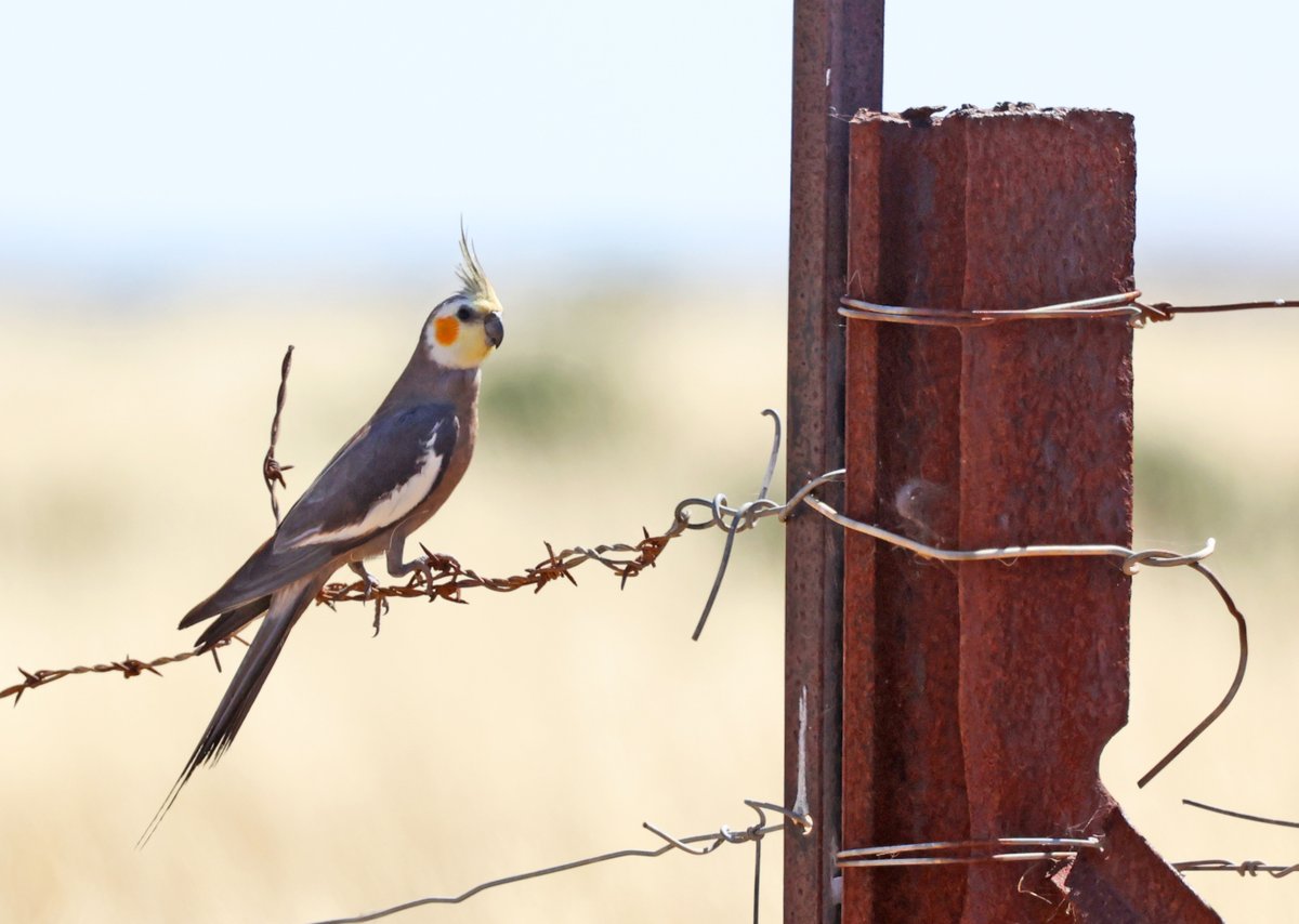 This cockatiel and his mate have taken up residence at this gate near Bruce. Every time I drove past, I found them here 😄