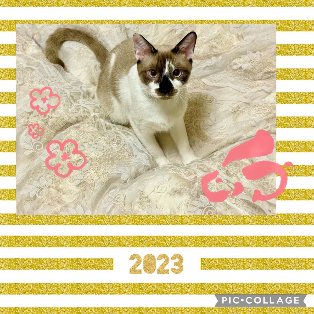 delthoma's tweet photo. 恭賀新年

皆様にとって素敵な一年になりますように💕
本年もどうぞよろしくおねがいします

2023年元旦

#保護猫　#猫がいる暮らし https://t.co/ZnbDEoTBL2