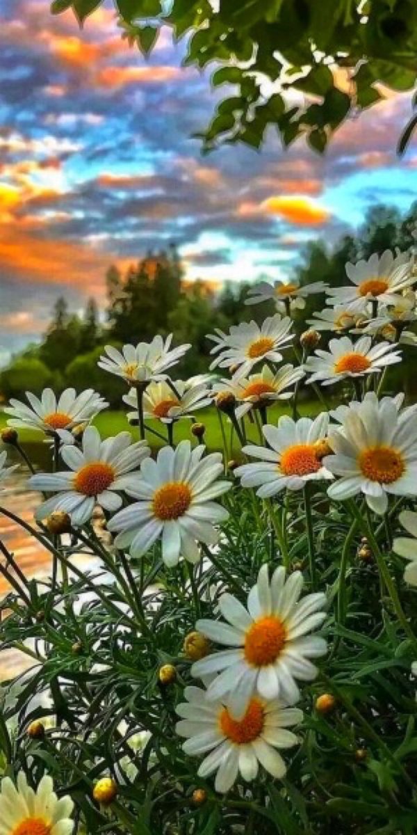 Dawn of a new year 
I see fresh flowers blooming 
Man’s heart blossoming 

#inkMine #prompt #fresh #haiku #Welcome2023