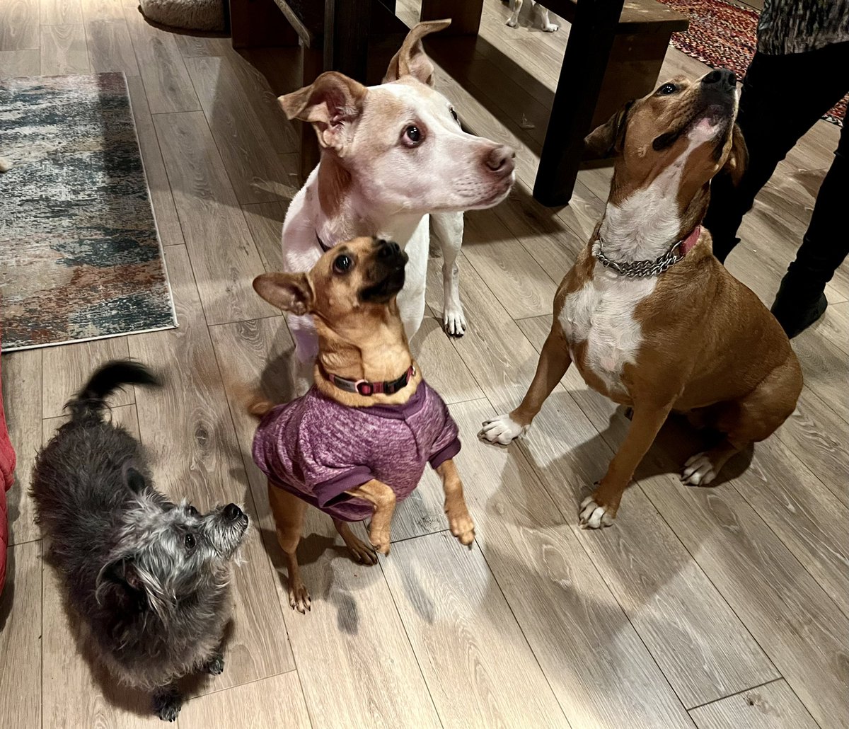 fionama's tweet image. If you love dogs, @TheCypressInn in Carmel, CA  is the most amazing place to stay, eat and drink. Our lake house is the Clearlake Cypress Inn 🐶🦮🐩🐕‍🦺🐾🦴 @VisitCA @VisitCarmel