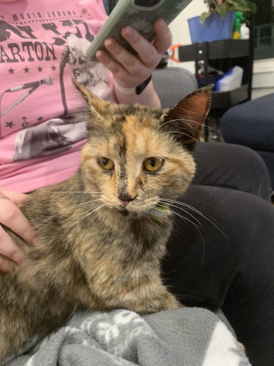 freckledjacy's tweet photo. In an interesting turn of 2022. A cat has followed me and my sister home. Guess she is ours now. https://t.co/r5rmkP53qs
