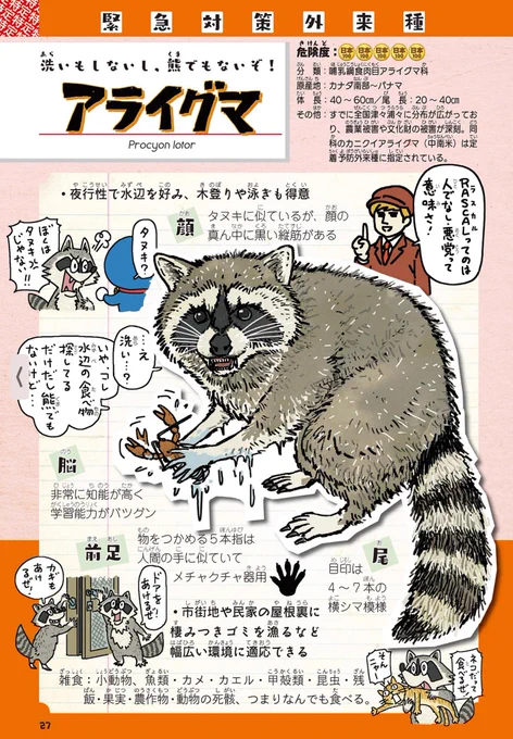 アライグマのすき焼きが出るらしいので、キュートな見た目とは裏腹に超凶暴。70年代のアニメ人気で持ち込まれ年間うん億の農業被害を出すアライグマの見分け方。ちなみにラスカル(Rascal)ってのは「人でなし・悪党」という意味です。#外来いきもの図鑑格付けチェック 