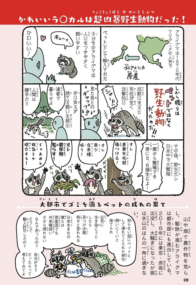 🦝アライグマのすき焼き🍲が出るらしいので、キュートな見た目とは裏腹に超凶暴。70年代のアニメ人気で持ち込まれ年間うん億の農業被害を出すアライグマの見分け方。ちなみにラスカル(Rascal)ってのは「人でなし・悪党」という意味です。

#外来いきもの図鑑
https://t.co/BGCQmA2Ocp

#格付けチェック 