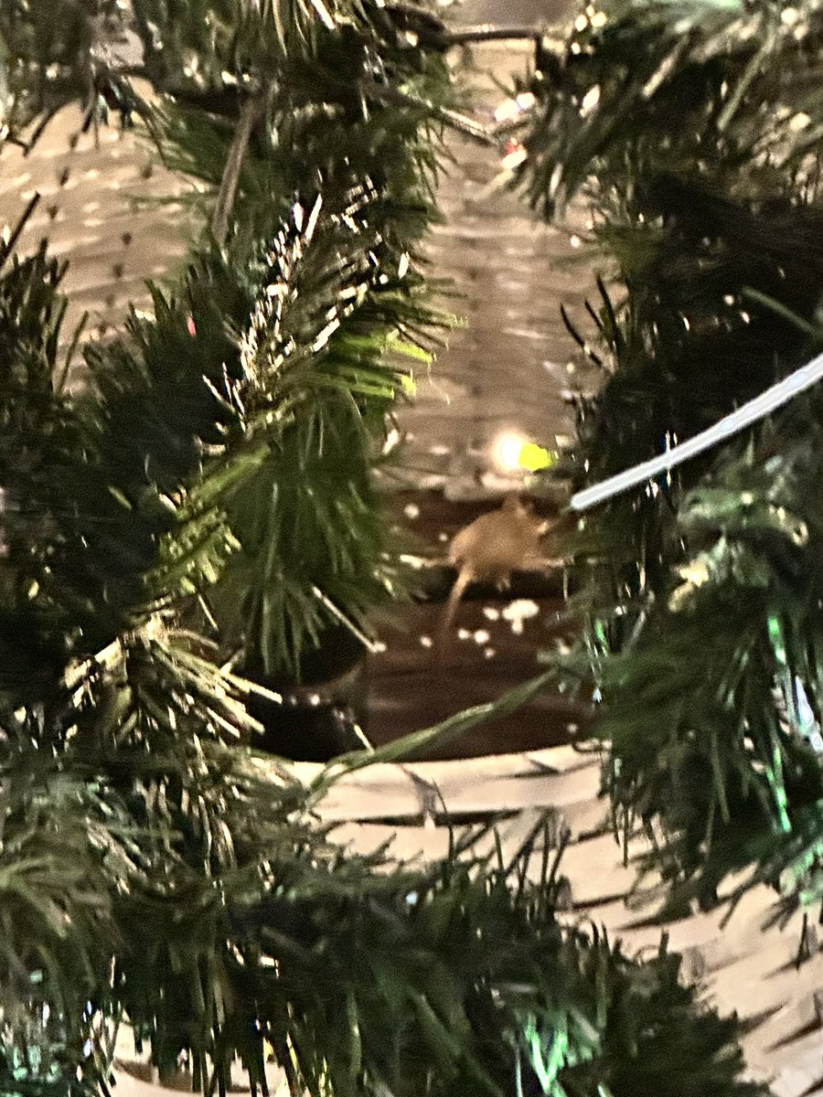 DrAYasar's tweet photo. @HeathrowAirport  why do you have a mouse infestation at your Club Aspire Lounge ??? #mousetakeoverLHR https://t.co/2M02Wisvyx