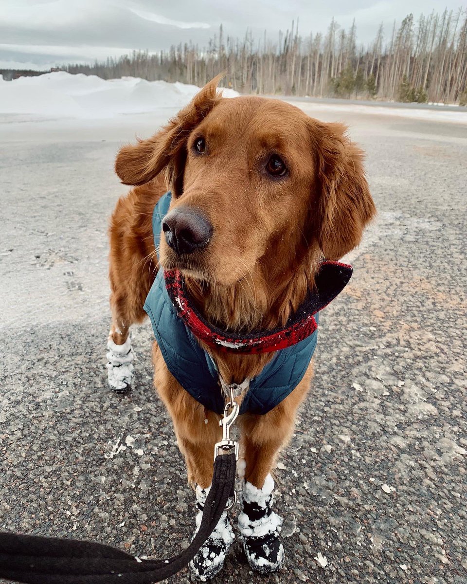 servicepupbasil's tweet photo. @GoldretrieverUS After my first ever cross country ski outing with momma ❤️ https://t.co/NSJ4DuW3th
