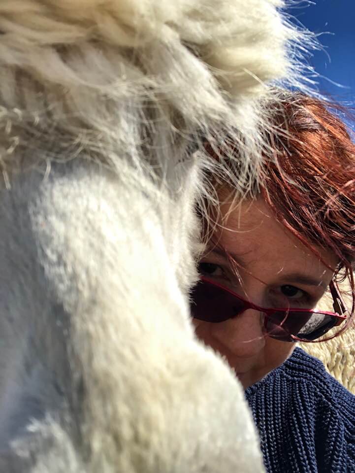 Happy New Year twitterifics 🎉🥰💝🥰😎🎉🎉🎉🎉 #Alpacastan #Alpacas #Goats #GrouchyAlpacas