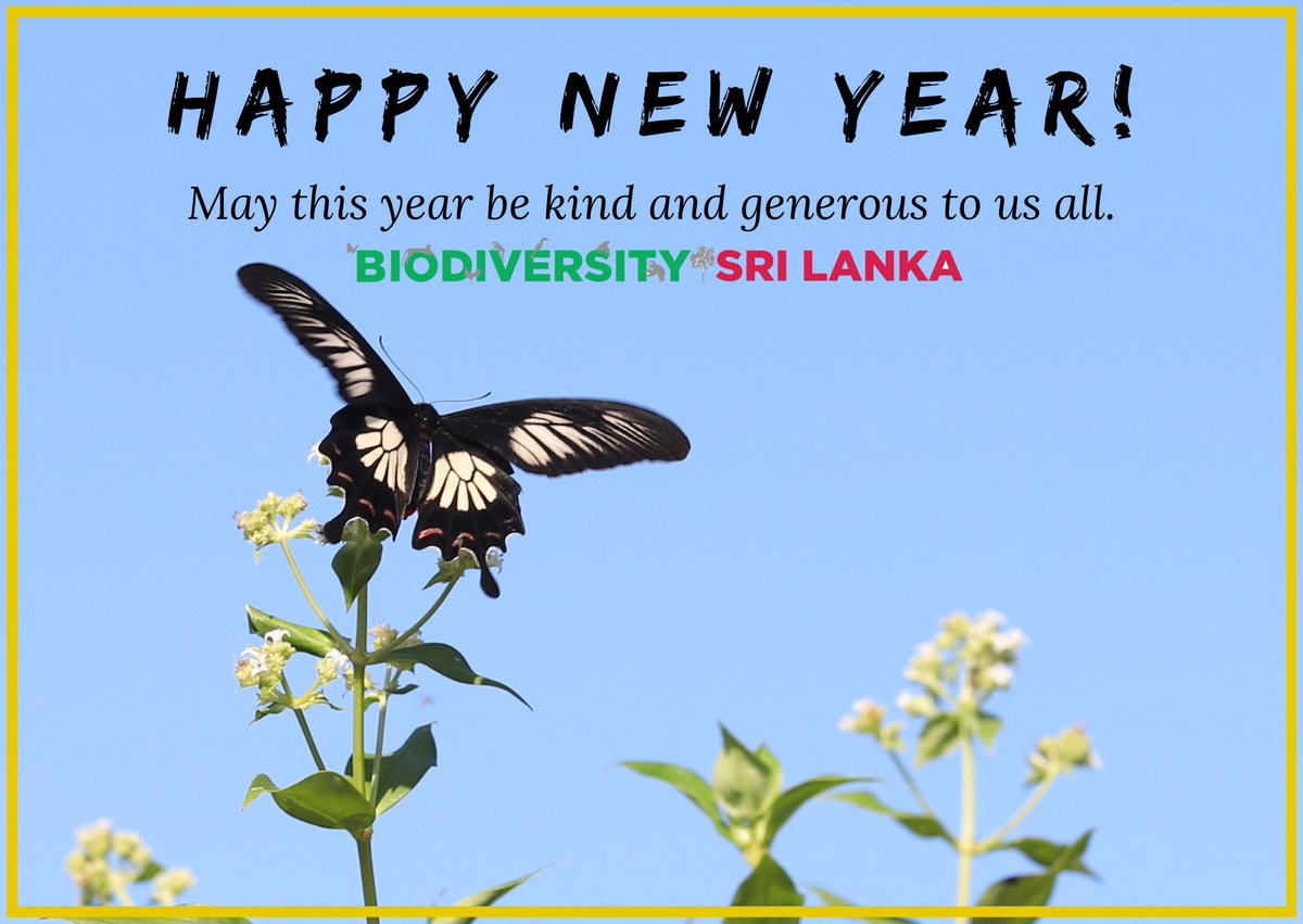 Happy New Year to everyone!

Let's be kind and protect our #environment!

#biodiversity #climate #ClimateEmergency #ClimateCrisis  #SriLanka
