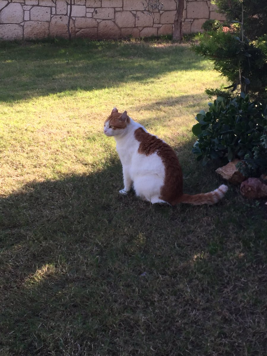 Skayacans's tweet image. Güz baharı. #kalisto