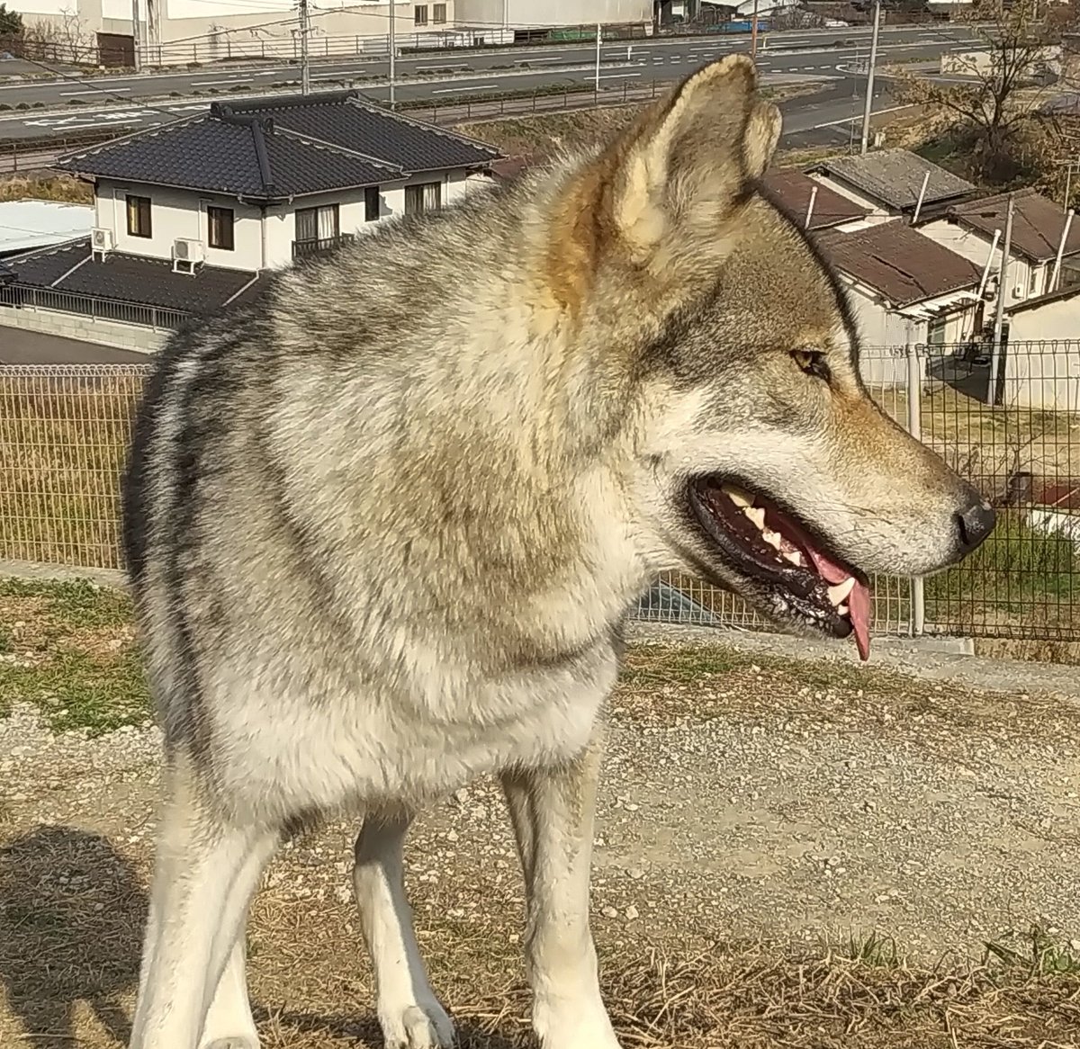 jump2113's tweet photo. 明けましておめでとう
ございます🎍

今年もドッグランを
楽しみます🐺

よろしく～❣️ https://t.co/JjWRIRrGkF