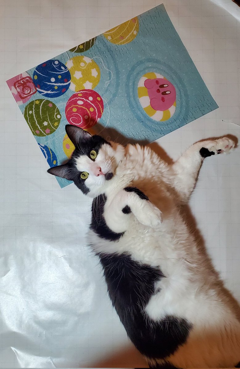 DanzigsCat's tweet photo. @Kirby_ensky our cat was obsessed with your puzzle after we finished it! https://t.co/ynQTLmjAss