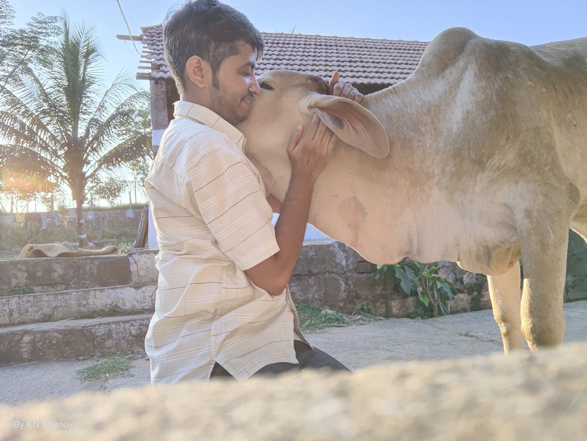 navaneethudupi's tweet photo. All they need is rubs and scratches. A lot though 😅🥰
#Gomatha #BullCalf #Amba #DesiBreed #DewLaps #VerySoft https://t.co/CjcyZS7R6O