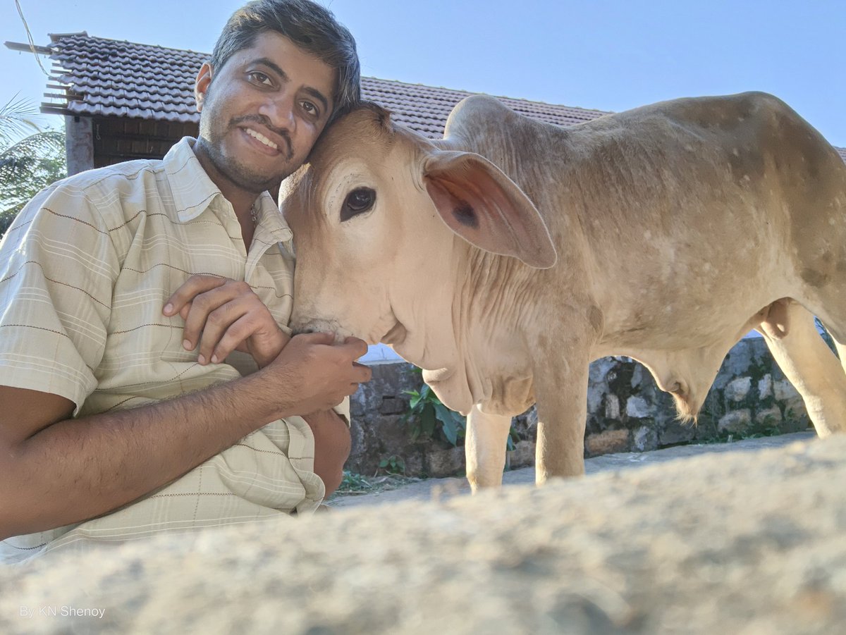 navaneethudupi's tweet photo. All they need is rubs and scratches. A lot though 😅🥰
#Gomatha #BullCalf #Amba #DesiBreed #DewLaps #VerySoft https://t.co/CjcyZS7R6O