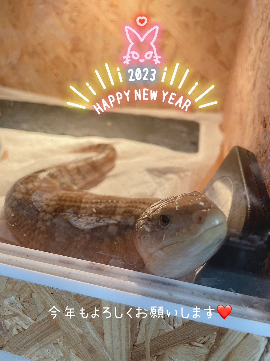 あけましておめでとうございます🎍
ゲキアラももちゃしか出てこない
ぷーちゃんおデブで引きこもり
レオパーズもみんな元気元気〜✨✨
今年もよろしくお願いします😊