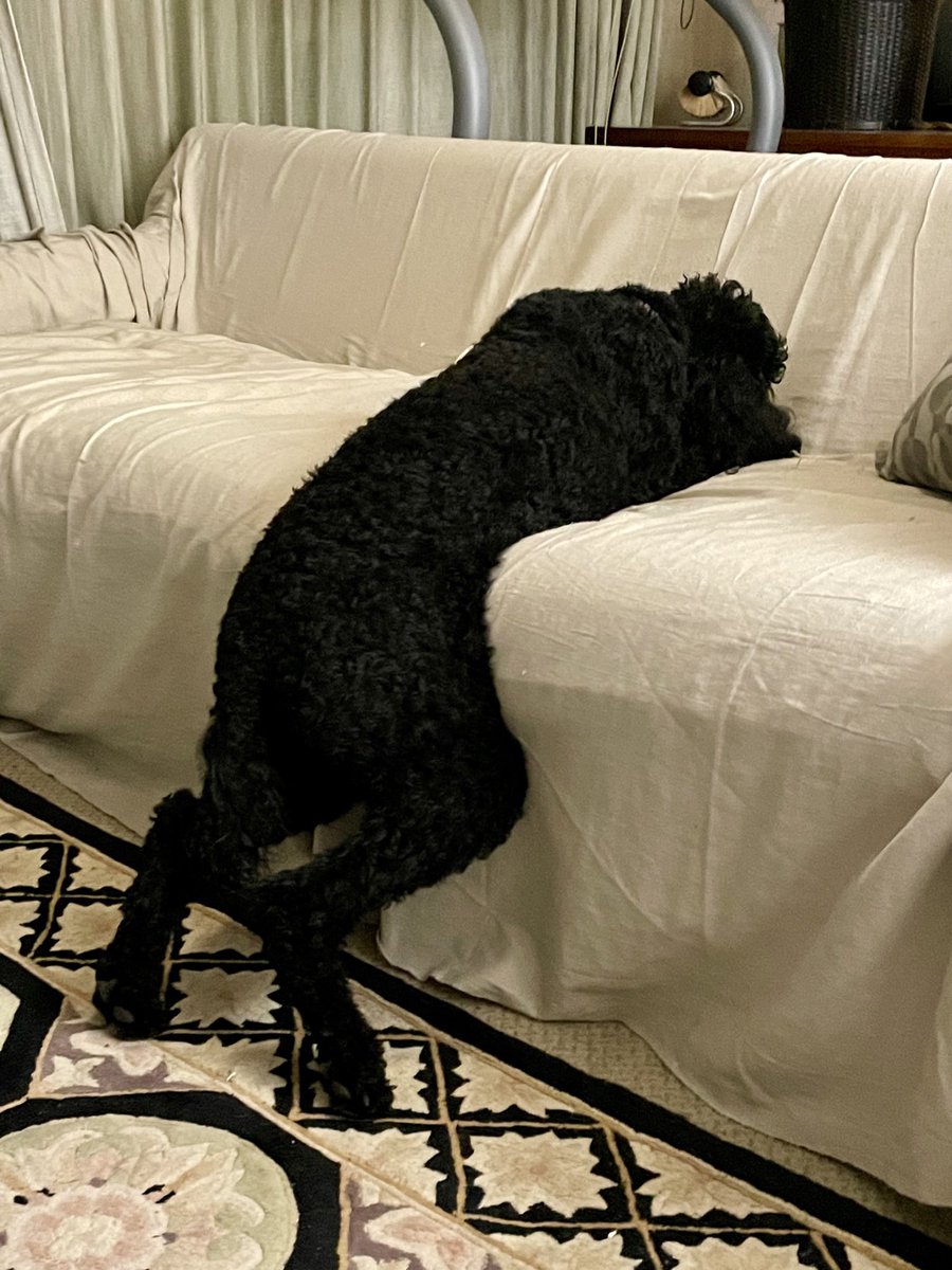 <a href="/dog_rates/">WeRateDogs</a> LouLu Mai, Most Repentant Poodle of the year. (Promises to do somewhat better in ‘23)