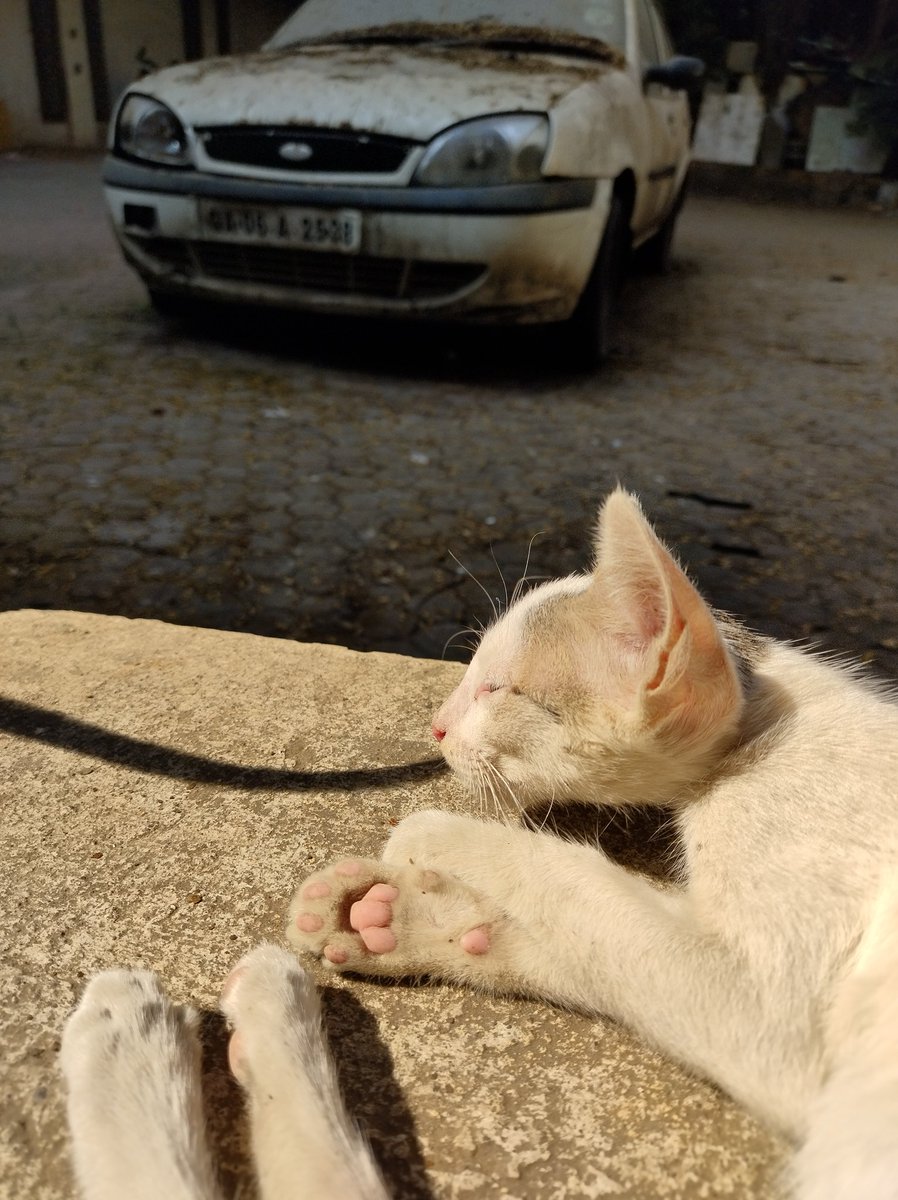 SobrietyAwasthi's tweet photo. Anyone out there with dogs and cute stray furry friends
Please wish them happy new year from my side๐
#loveanimals
#savethestray
#BeKindAlways https://t.co/fJgohCW4vD