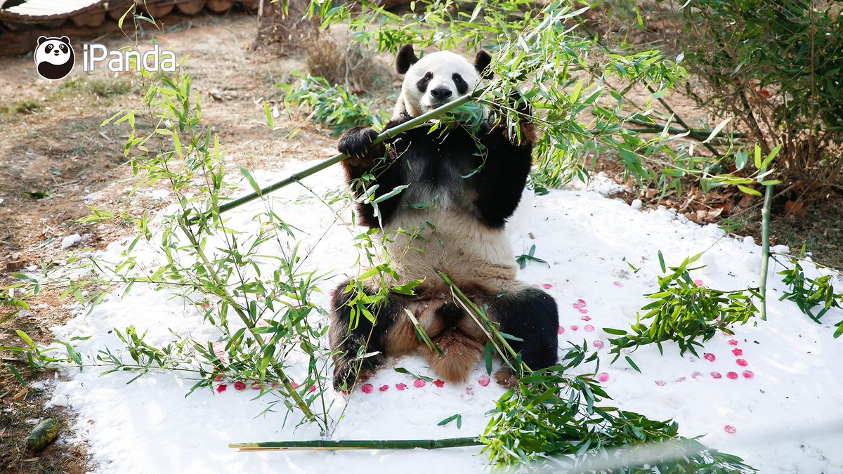 ipandacom's tweet photo. What a big surprise! Panda’s new buddy is visiting for weeks. (Er Xi)

#PandaPic #NewYearsDay

For more panda information, please check out: https://t.co/JN4gmj77zE https://t.co/brI8HwsYam