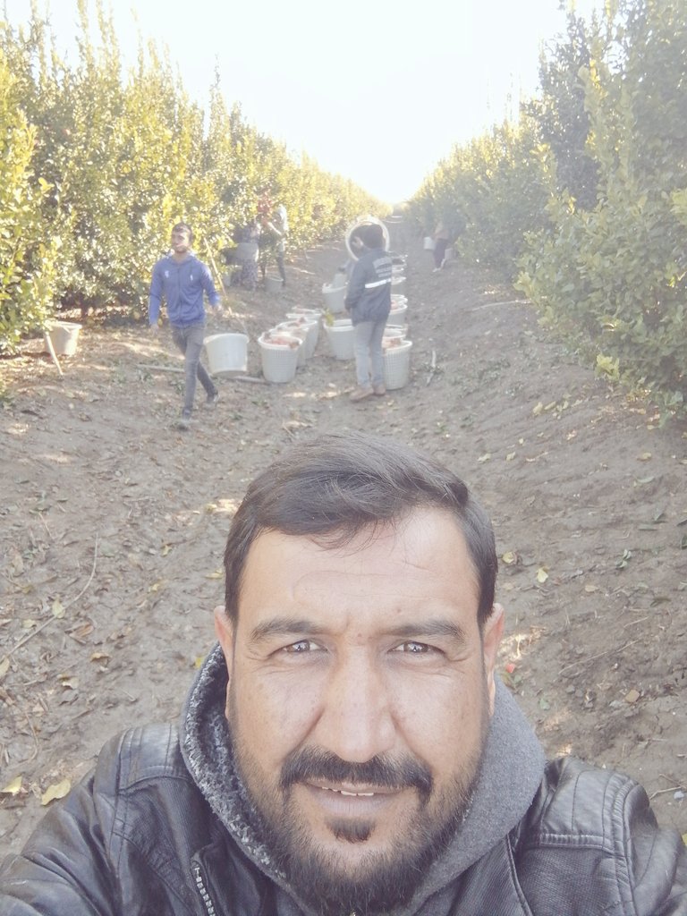 Adanadan bütün trabzonspora selamlar. Meyve kesimine devam.