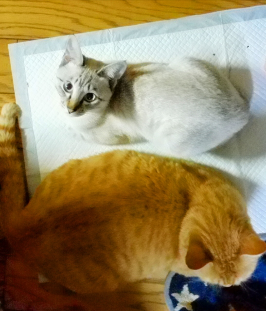 tamlucky's tweet photo. 明けましておめでとうございます。
今年もよろしくお願いいたします。

　子猫は すくすくと育って、ここまで大きくなりました。
今、生後８ヶ月くらいです。 https://t.co/S66bwCd6Gf