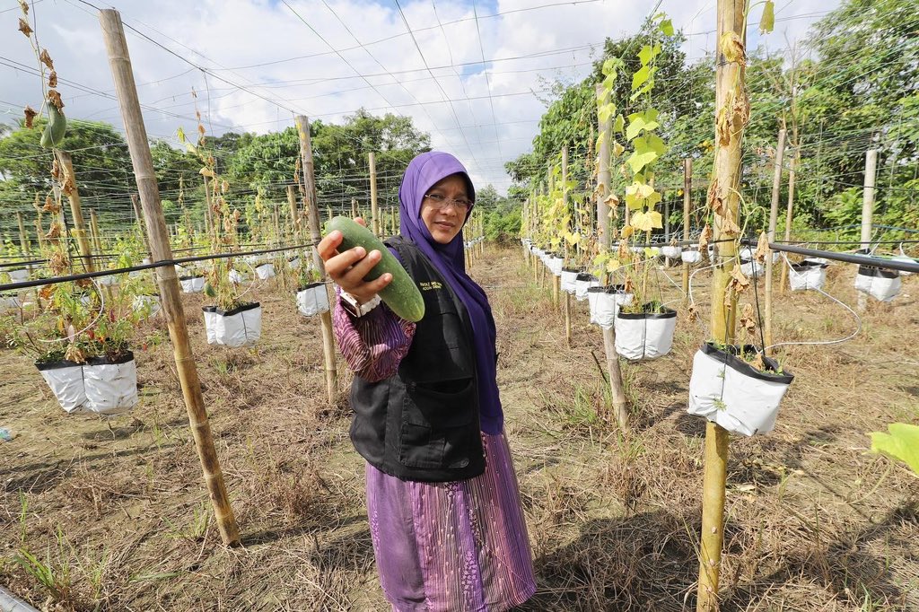 officialmumtaz's tweet photo. Sayu rasanya bencana banjir yang berlaku telah memberikan kesan yang besar terhadap mangsa termasuklah para petani.
#mumtazmdnawi
#N19Demit
#P019tumpat
#PAS
#kelantan
#pnbest
#malaysiasejahtera
#BersihStabil
#PerikatanNasional
#MuslimatPAS
#WanitaMalaysiaA https://t.co/tLXSA3R5Il