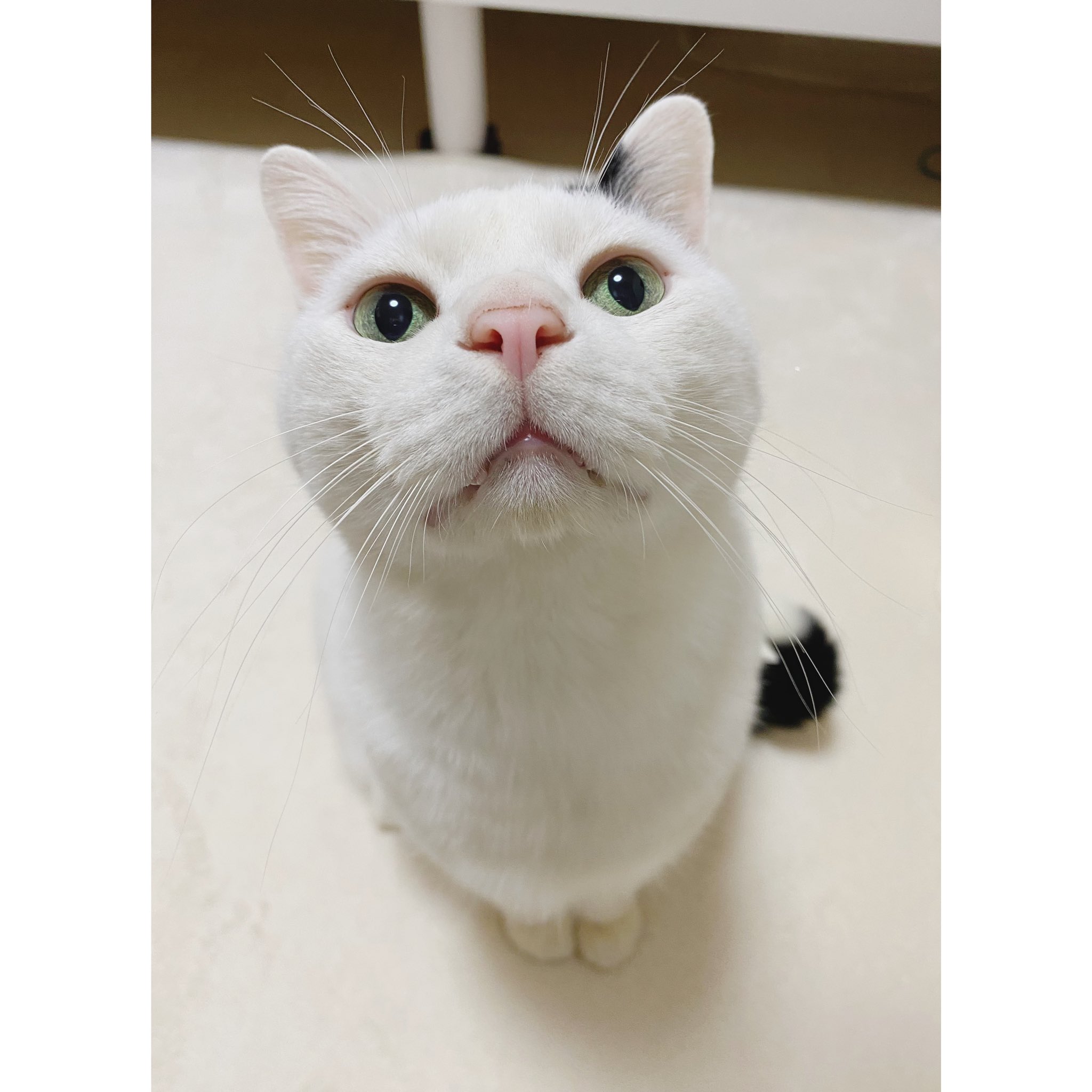 おもしろ猫 Twitter Search Twitter