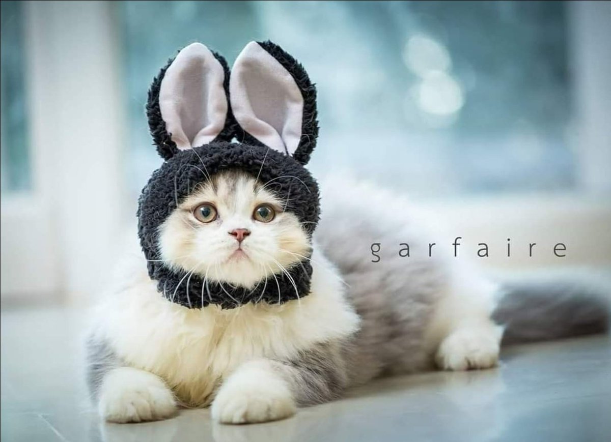 นางยักษ์ของแมว Garfaire และครอบครัว tweet media