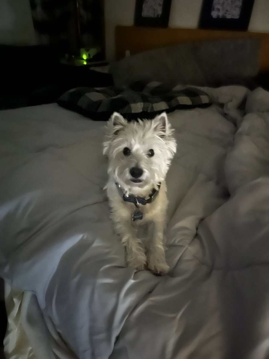 Jason on Twitter "Happy new year… for some. Toby had a rough night