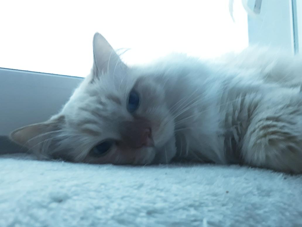 valcariel's tweet photo. So, das Feuerwerk ist überstanden. 
Loki ist nach dem ganzen Gekrache, dem Stress (und den Bachblüten) völlig groggy, aber immerhin. Obwohl ein Feuerwerk direkt neben dem Fenster eingeschlagen ist, wodurch es sogar mich gerissen hat, hat er dieses Jahr nicht vor Stress gekotzt. https://t.co/WLYujvZUO7