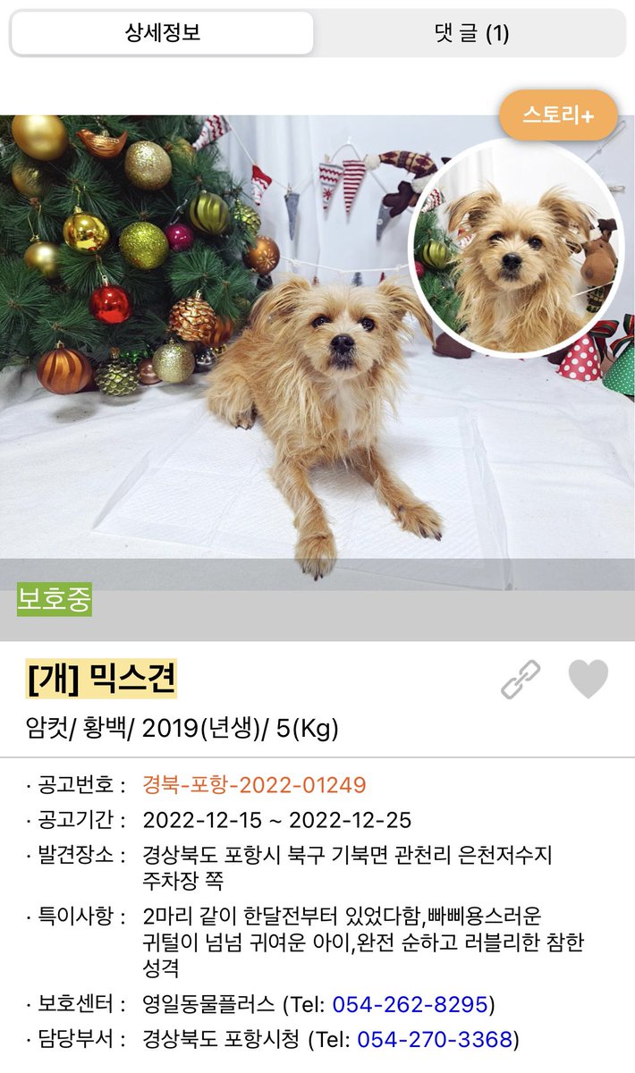 boriborisbori's tweet photo. 이 두 친구는 한 달을 같이 떠돌았대요. https://t.co/nwaWG6XIz9