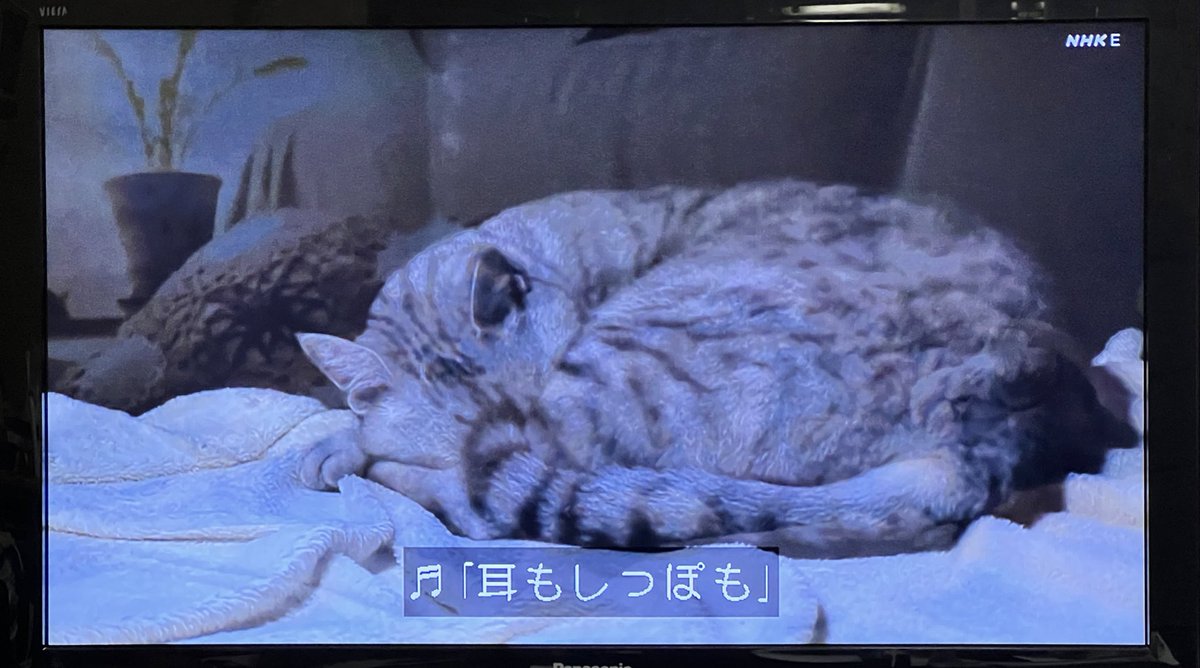 ねこねこ55 Eテレ】ねこねこ55のテーマ曲をのせ猫気分で 0655 Hawaiian